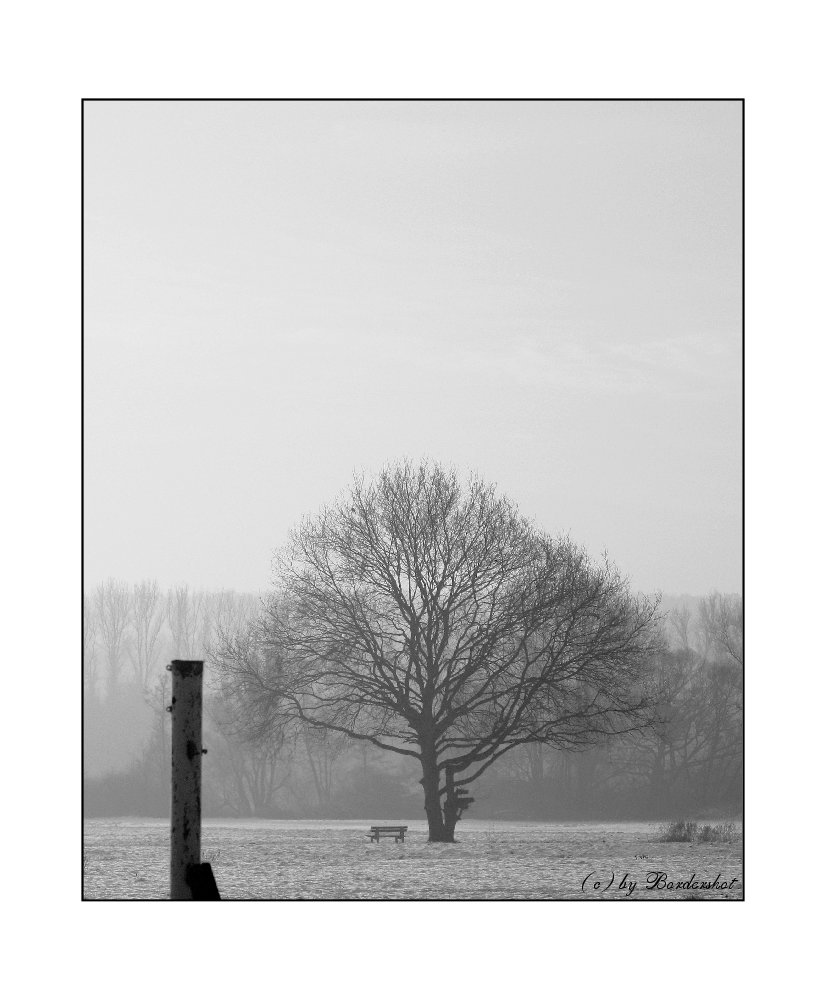 Die Bank und der Baum