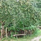 die Bank unter dem Apfelbaum