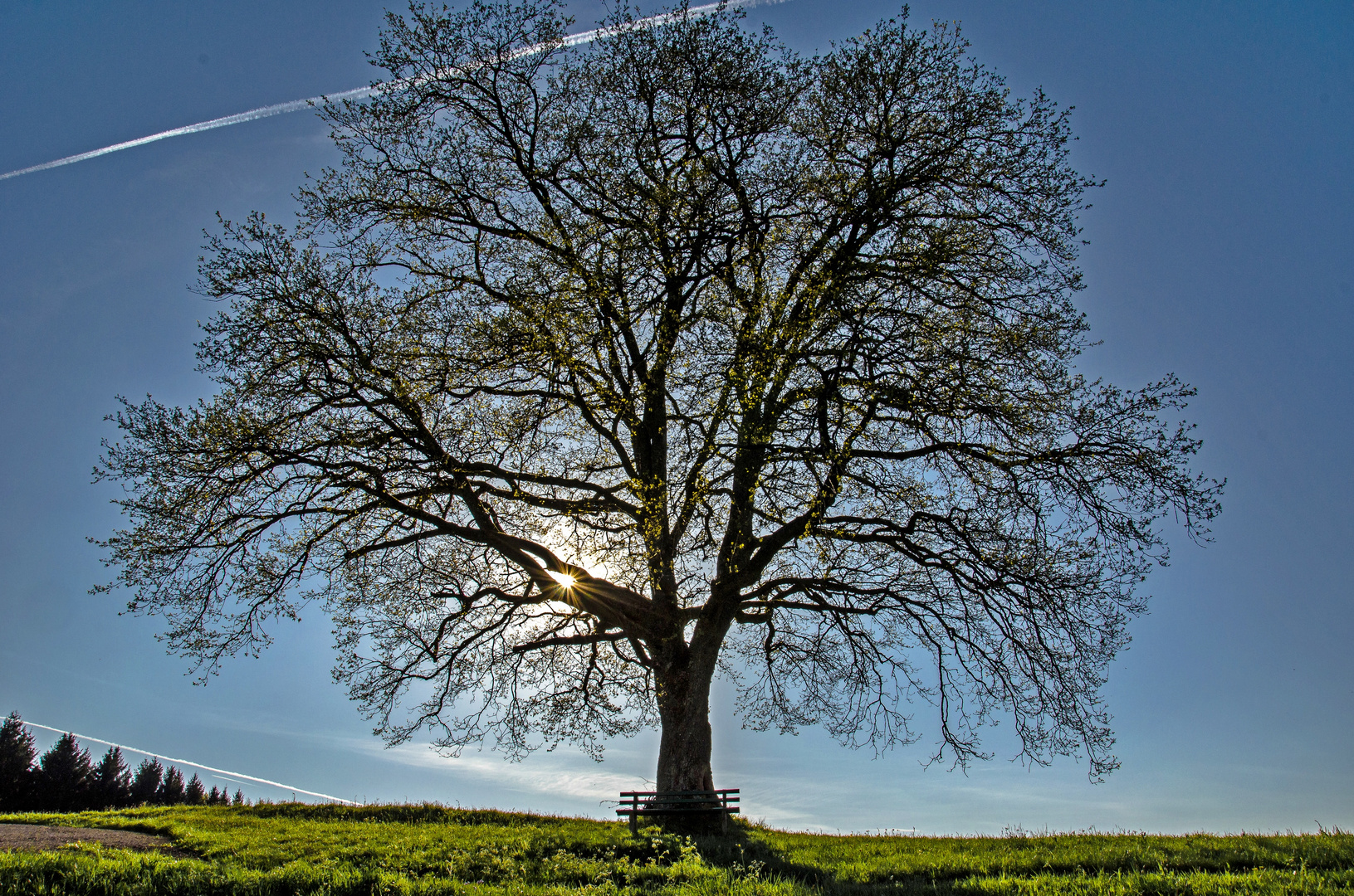 Die Bank unter dem großen Baum