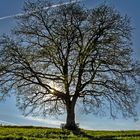 Die Bank unter dem großen Baum