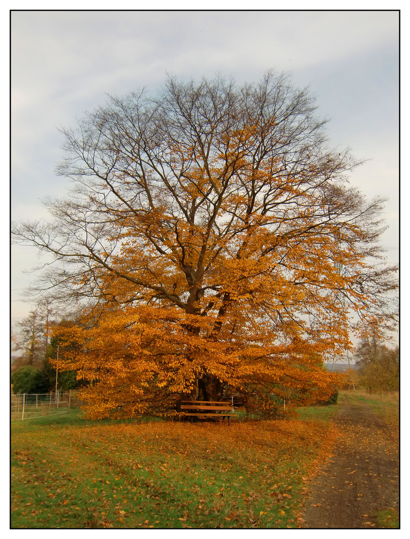 Die Bank unterm Baum