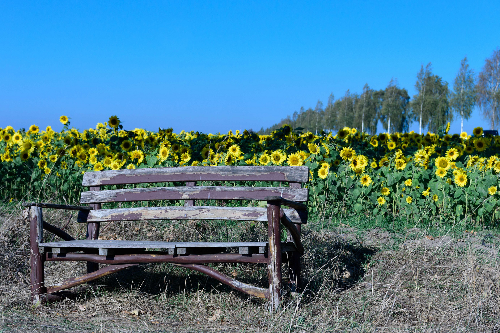 Die Bank vor dem Sonnenblumenfeld