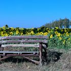 Die Bank vor dem Sonnenblumenfeld