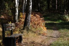 die Bank zum ausruhen im herbstlichen Wald