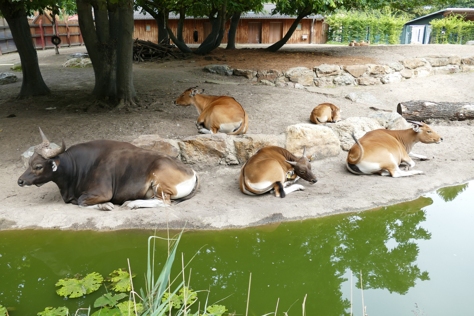 Die Bantengs im Kölner Zoo Siesta