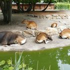 Die Bantengs im Kölner Zoo Siesta