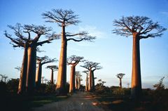 Die Baobab-Allee