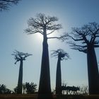 Die Baobaballee