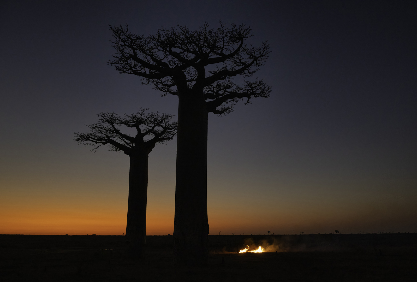 DIE BAOBABS MADAGASKARS