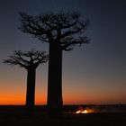 DIE BAOBABS MADAGASKARS