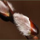 Die Bar der Insekten ist eröffnet !