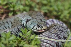 Die Barrenringelnatter ( Natrix n.helvetica) Nordjura.