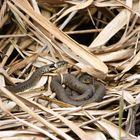 Die Barrenringelnattern ( Natrix n.helvetica) im Basler -Jura.