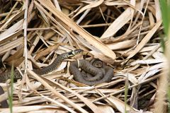 Die Barrenringelnattern ( Natrix n.helvetica) im Basler -Jura.