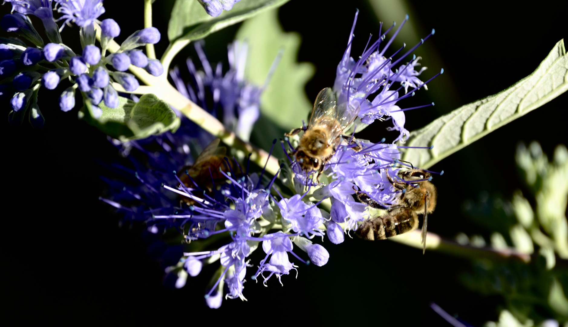 Die Bartblume