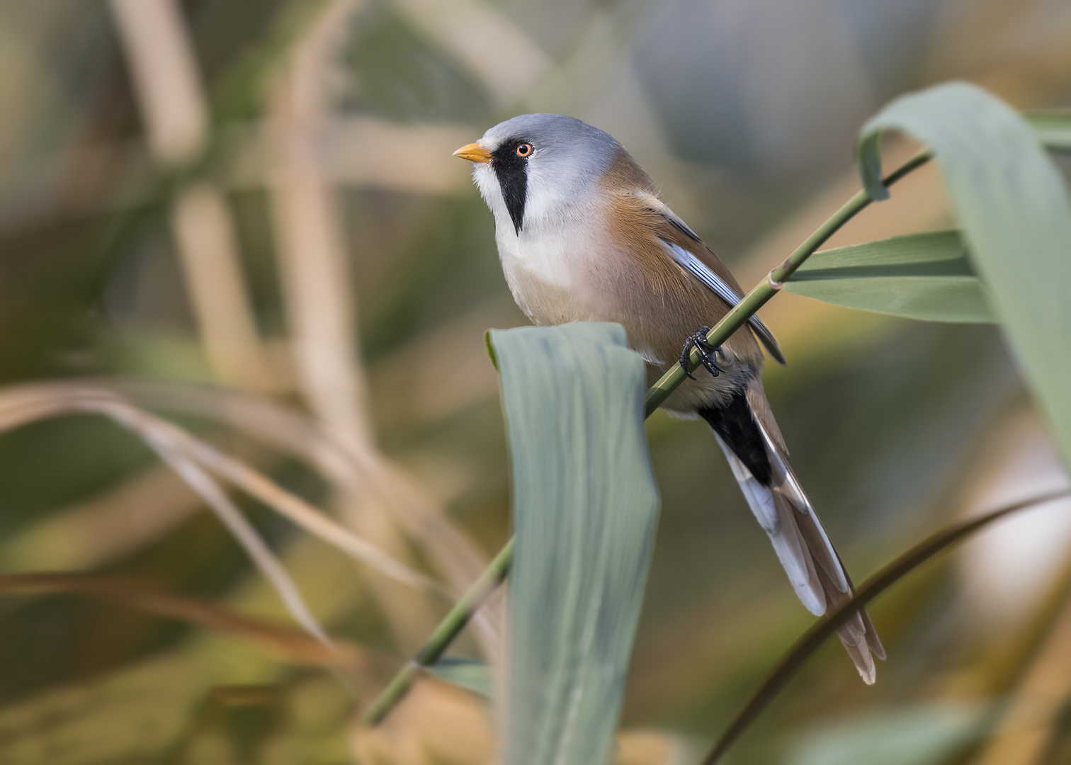 Die Bartmeise (Panurus biarmicus)