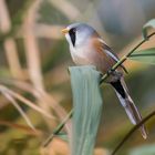 Die Bartmeise (Panurus biarmicus)