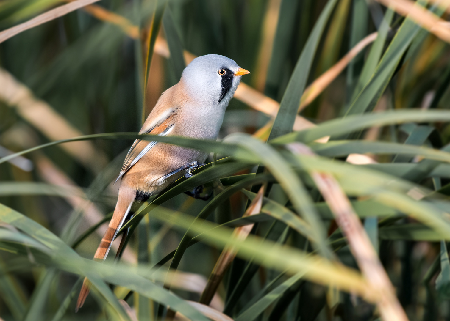 Die Bartmeise (Panurus biarmicus)