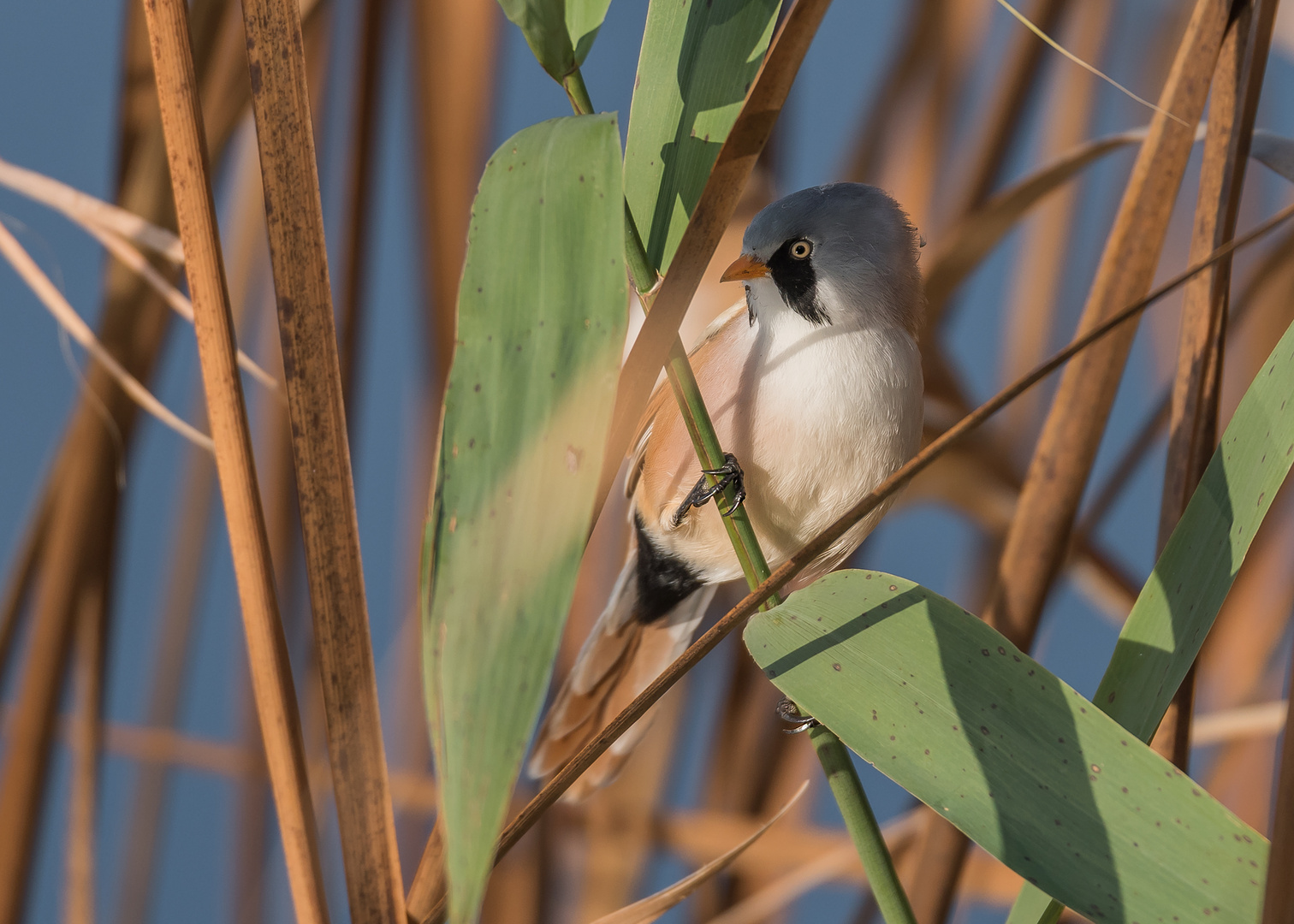 Die Bartmeise (Panurus biarmicus)