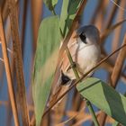 Die Bartmeise (Panurus biarmicus)