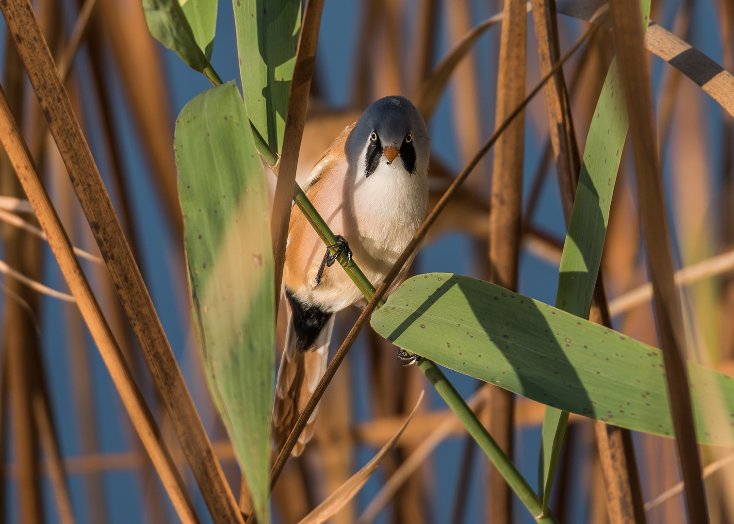 Die Bartmeise (Panurus biarmicus)