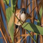 Die Bartmeise (Panurus biarmicus)