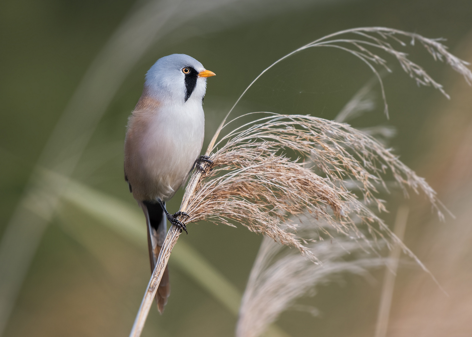 Die Bartmeise (Panurus biarmicus)