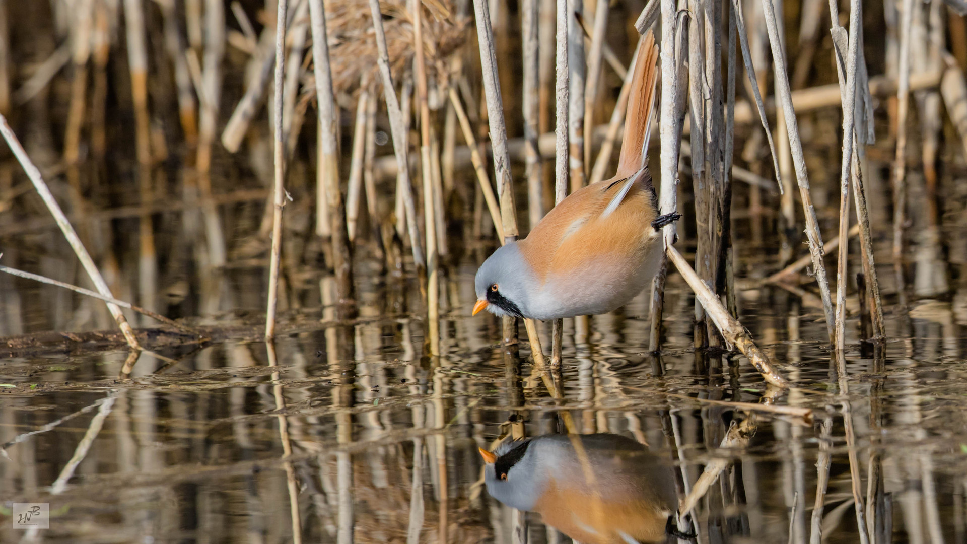 Die Bartmeise (Panurus biarmicus) 