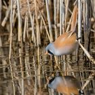 Die Bartmeise (Panurus biarmicus) 