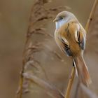 Die Bartmeisedame (Panurus biarmicus) ...