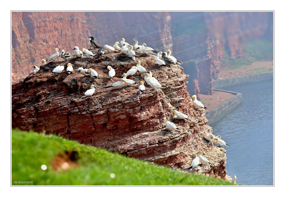 die Basstölpel auf Helgoland