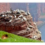 die Basstölpel auf Helgoland