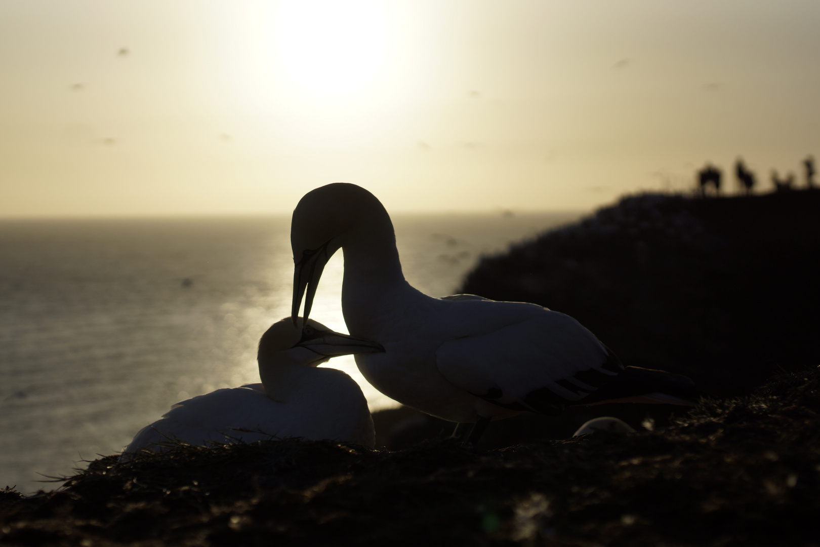 Die Basstölpel Mutter mit ihrem Kind vor dem Sonnenuntergang