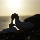 Die Basstölpel Mutter mit ihrem Kind vor dem Sonnenuntergang