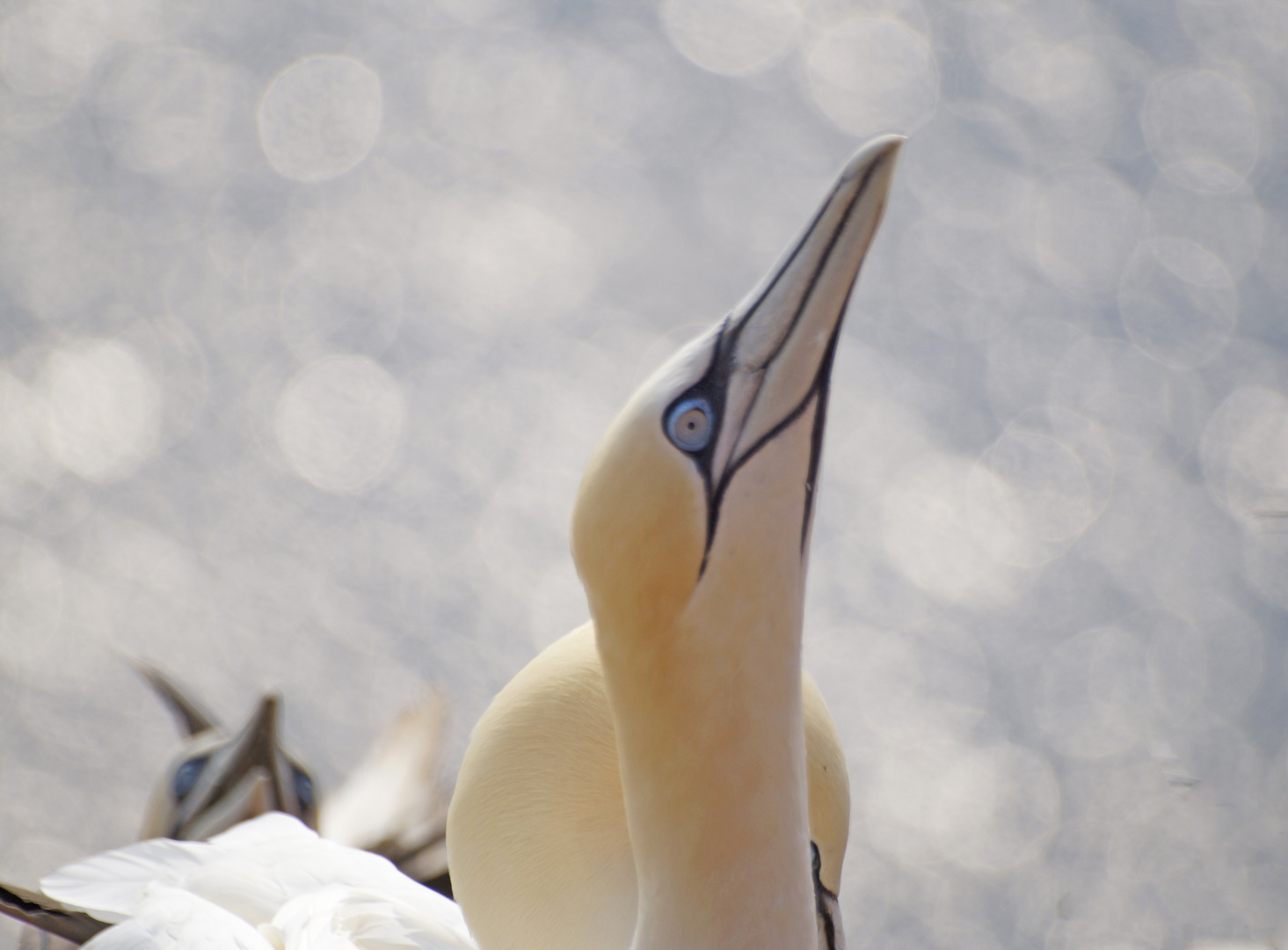 Die Basstölpel von Helgoland