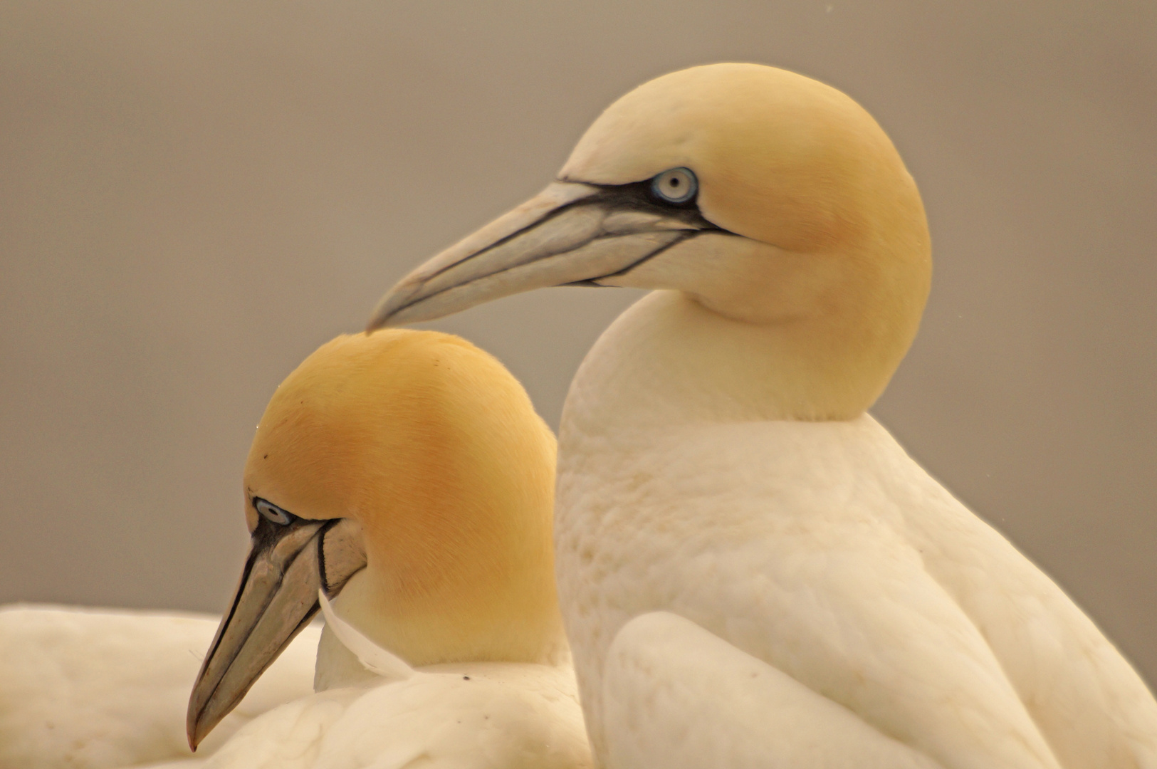 Die Basstölpel von Helgoland