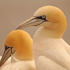 Die Basstölpel von Helgoland