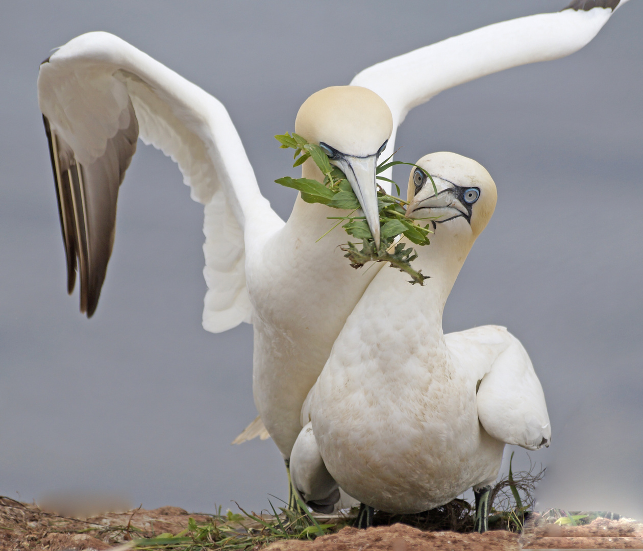 Die Basstölpel von Helgoland