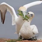 Die Basstölpel von Helgoland