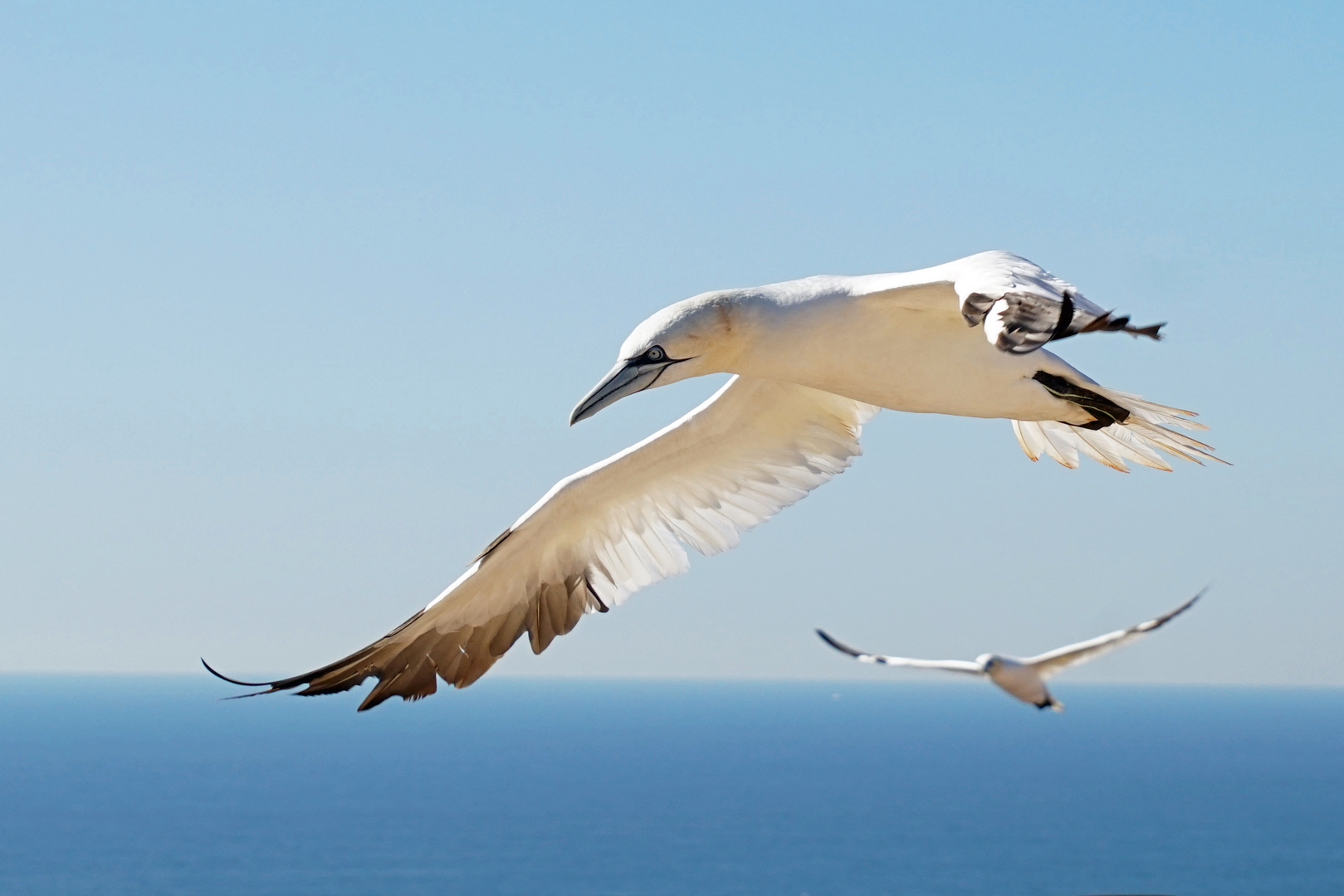 Die Basstölpel von Helgoland...