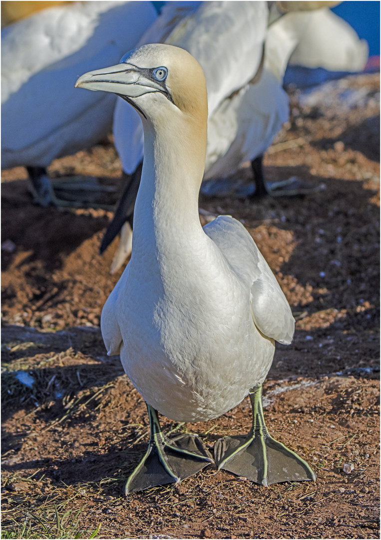 Die Basstöpel (Morus bassanus) (7) , , ,