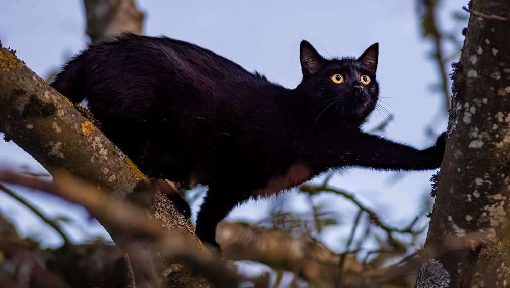 Die Baum-Katze