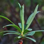 Die Baum-Wolfsmilch (Euphorbia dendroides)