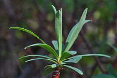 Die Baum-Wolfsmilch (Euphorbia dendroides)