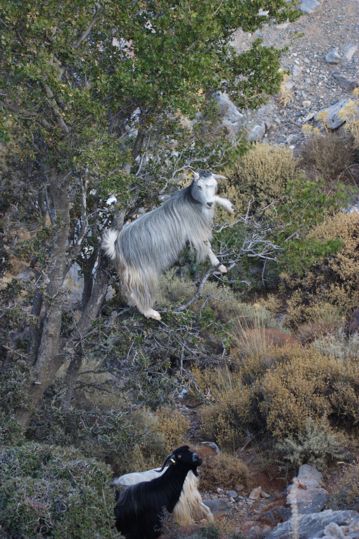 Die "Baum"-Ziegen auf Kreta