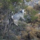 Die "Baum"-Ziegen auf Kreta