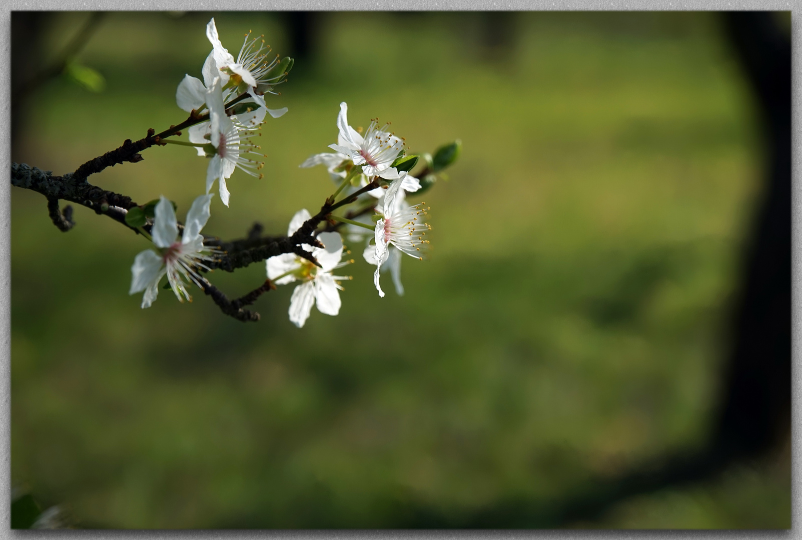 die Baumblüten sprießen...