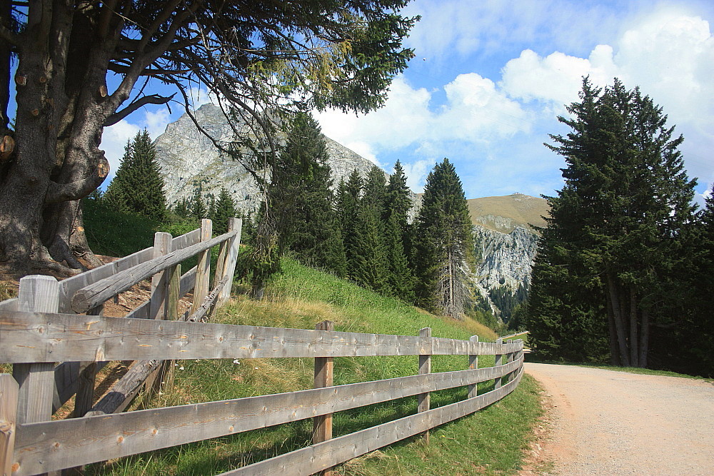 Die Baumgrenze ist nahe