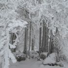 Die Baumgruppe auf dem Blauen in winterlicher Pracht