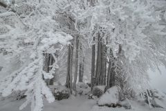 Die Baumgruppe auf dem Blauen in winterlicher Pracht